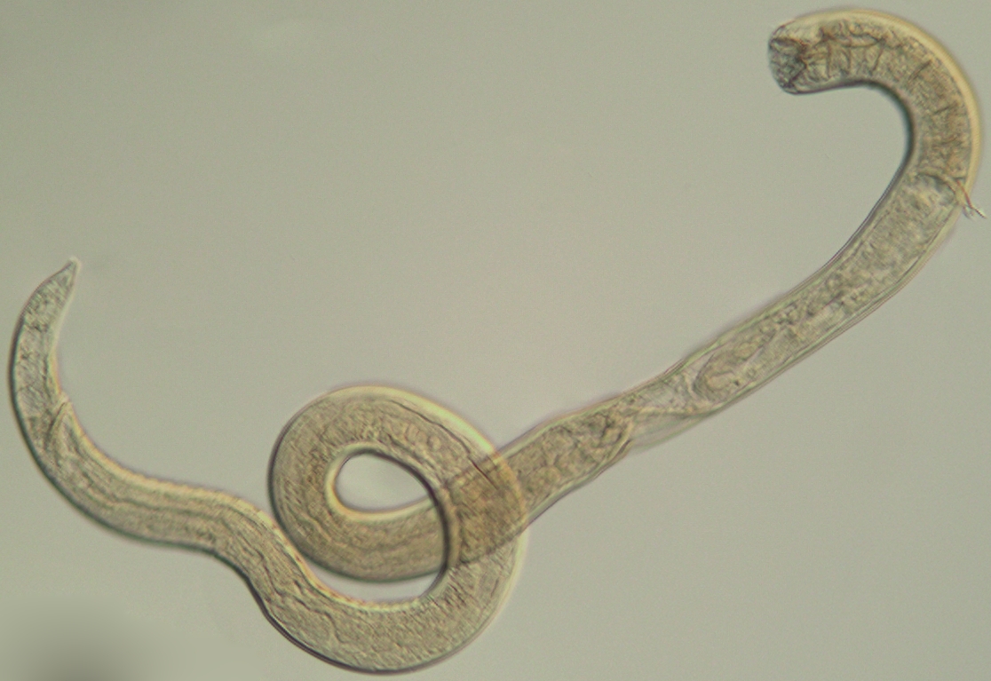 Представитель Семейства Choniolaimidae